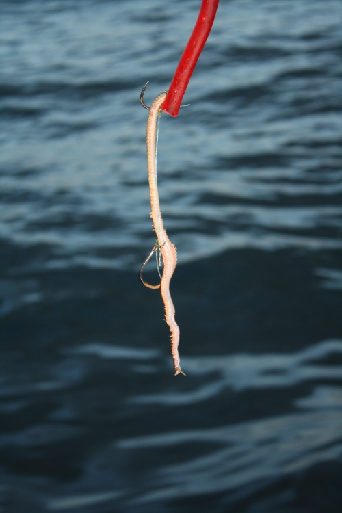 Trolling For Striped Bass Off Cape Cod With The Tube And Worm