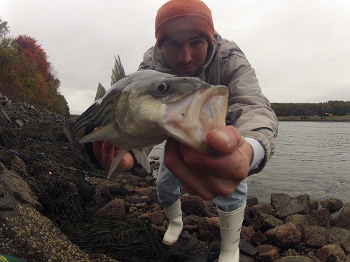 cape cod canal fishing report cape cod canal fishing report