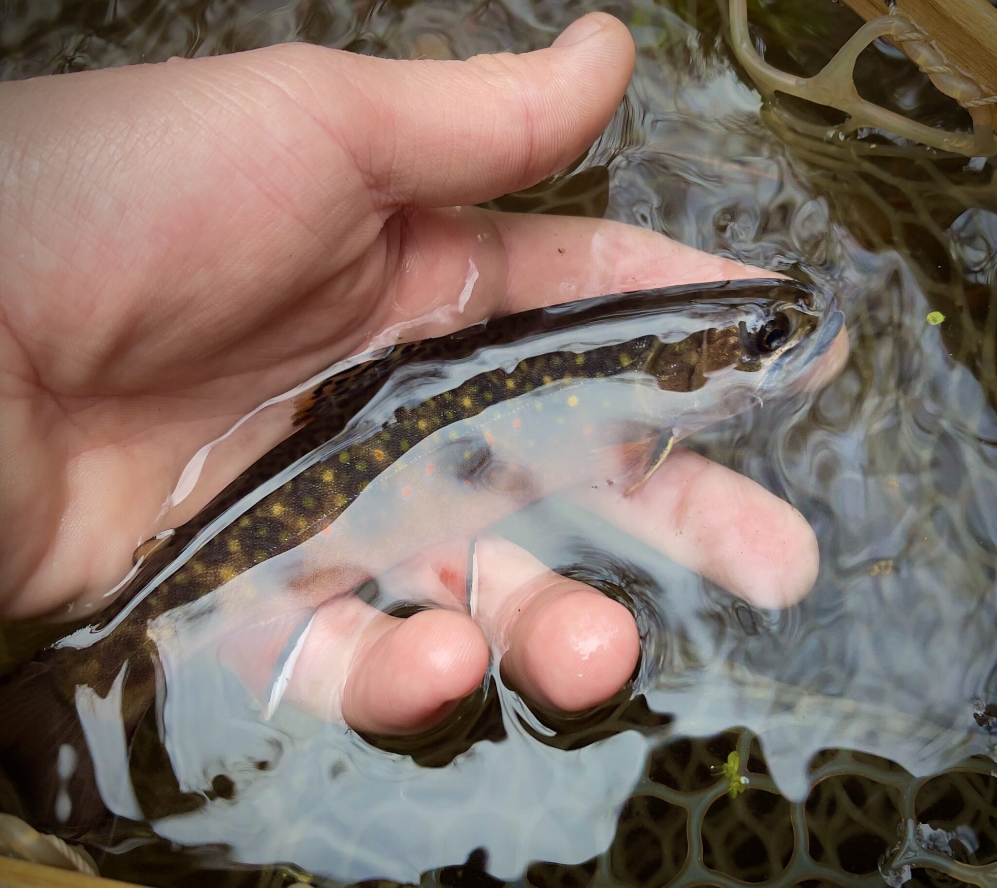 Salter Brookie