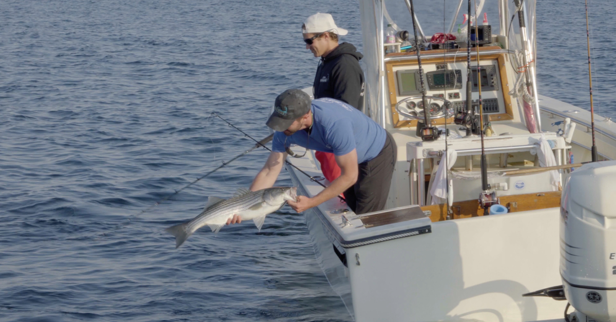 Mfcc Tv Behind The Scenes Of Live Lining Mackerel For Stripers