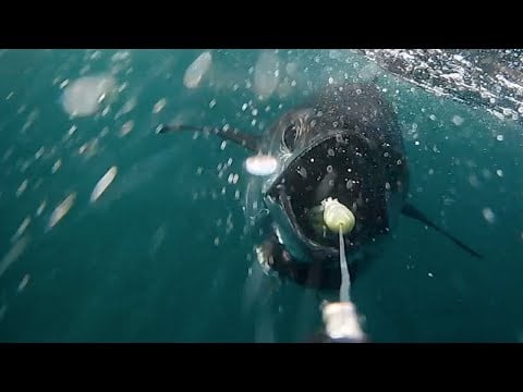 EPIC TUNA BITES Caught on Camera! – Trolling Spreader Bars off Cape Cod -  My Fishing Cape Cod