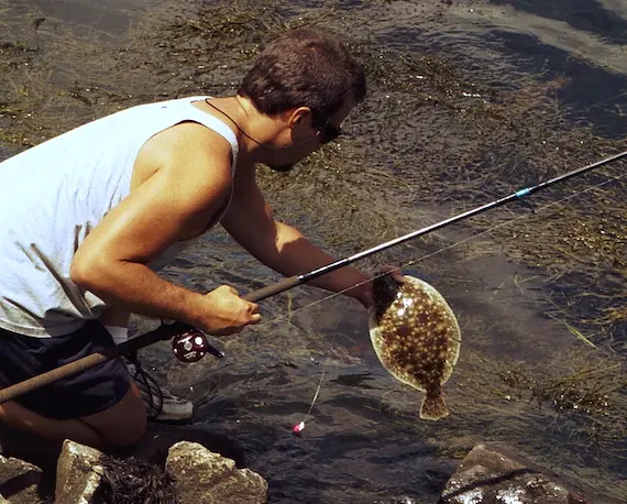 Landing Fluke at the Cape Cod Canal Landing Fluke at the Cape Cod Canal