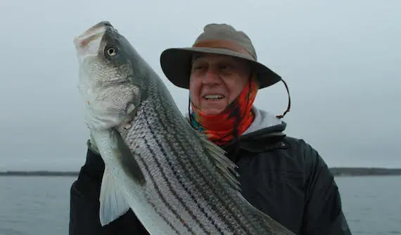 striped bass