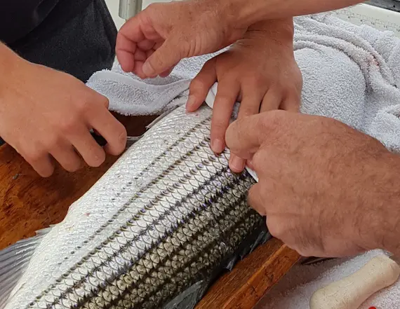 tagging cape cod striper