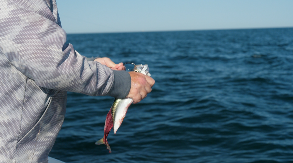 Butterflied Mackerel Bait