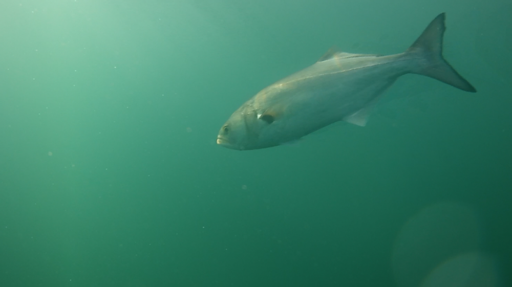 bluefish underwater