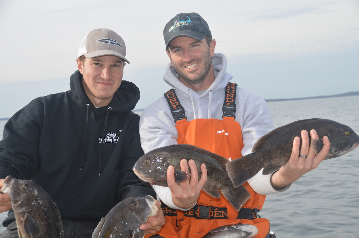 cape cod october tautog blackfish