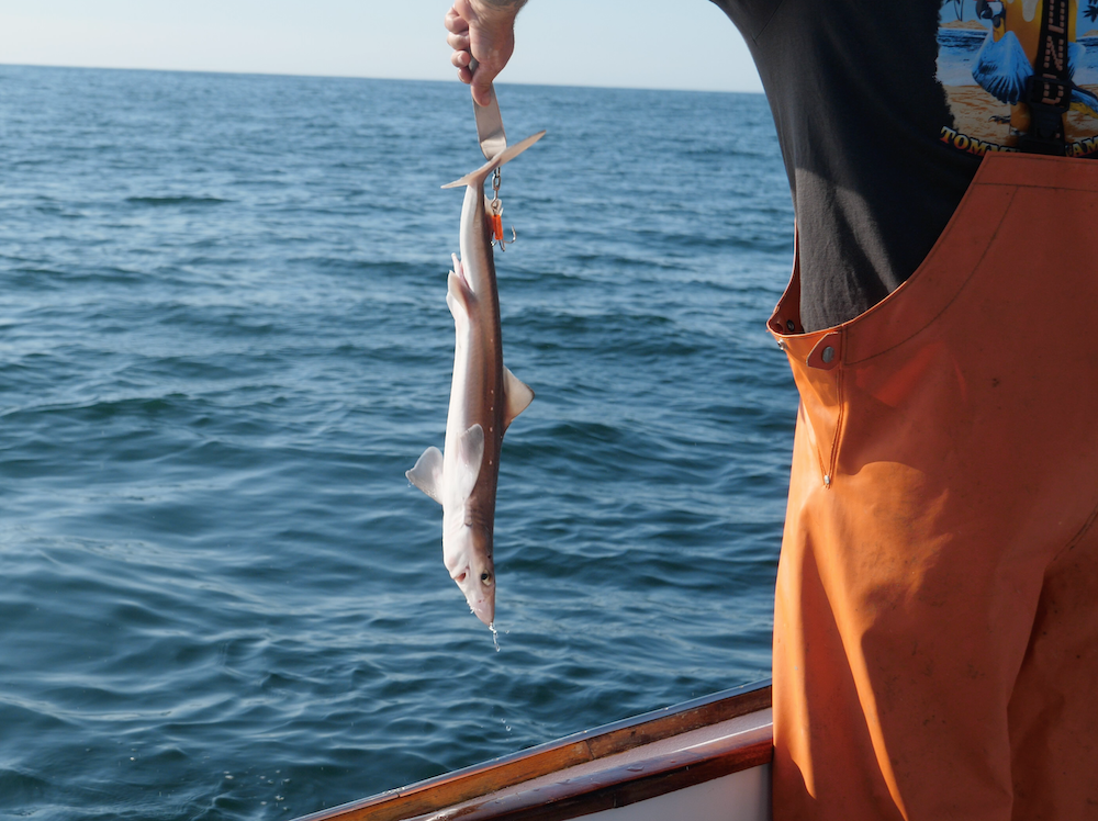 dogfish on norwegian jig