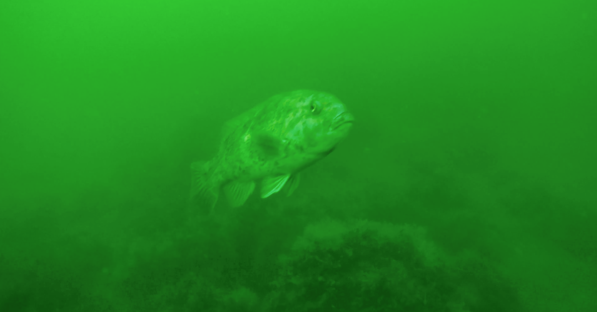 tautog underwater