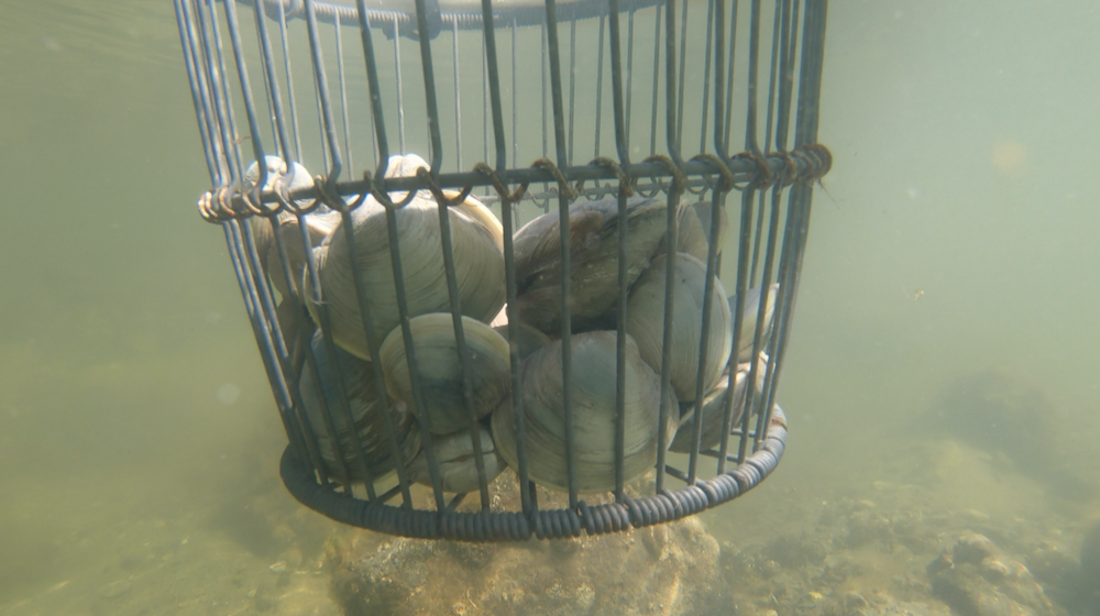 quahogs in clamming basket underwater