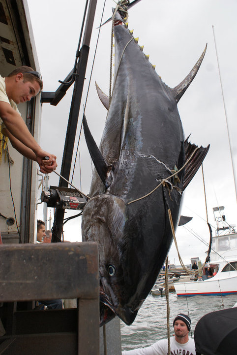 Cape Cod Bay Tuna Fishing for Giants