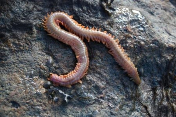 Definition & Meaning of Fishing worm