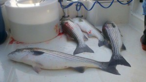 cape cod striped bass fishing report