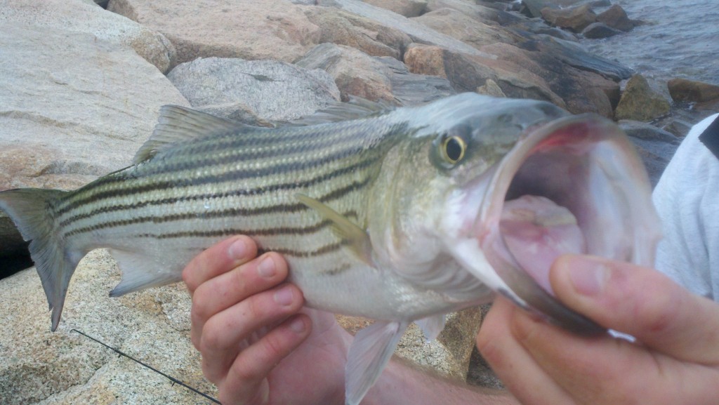 fishing cape cod