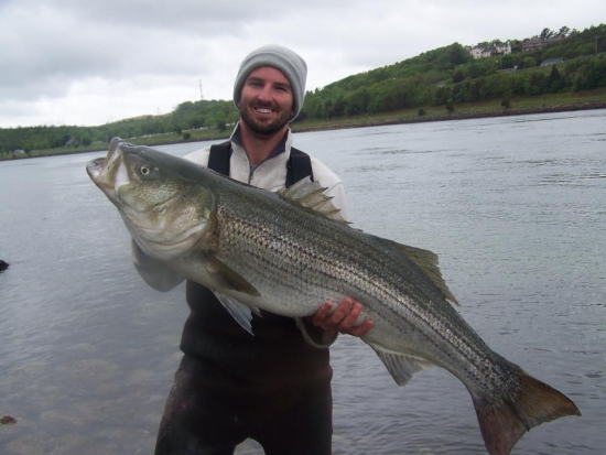 Striped bass are in along the Cape Cod Canal