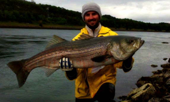 Rhode Island Striped Bass: Cape Cod Canal.Lots of Fish, Lots of Negatives