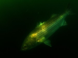 fall striped bass fishing cape cod