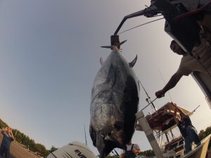 cape cod tuna fishing