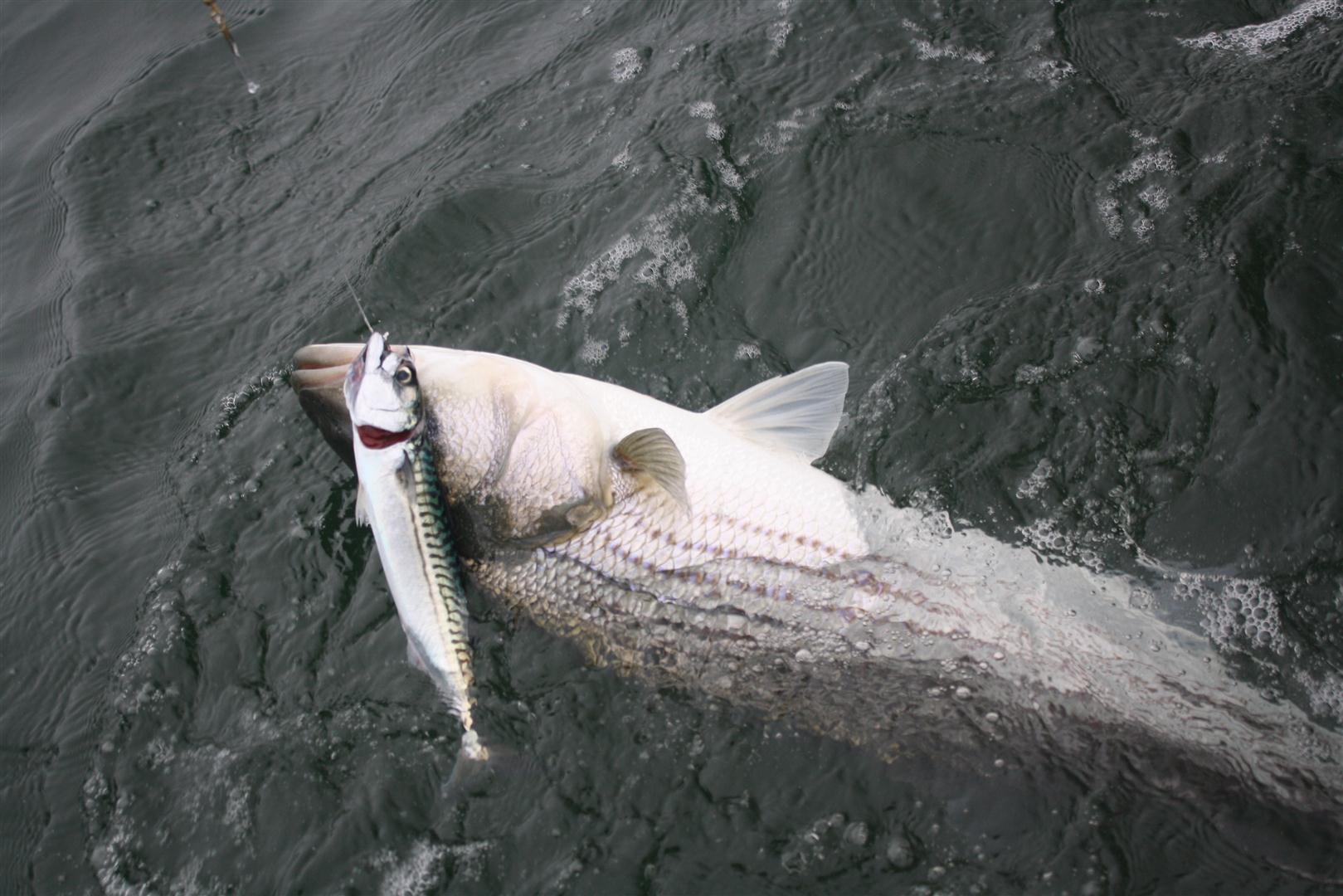 The 3 BEST Lures for Cape Cod Canal Fishing