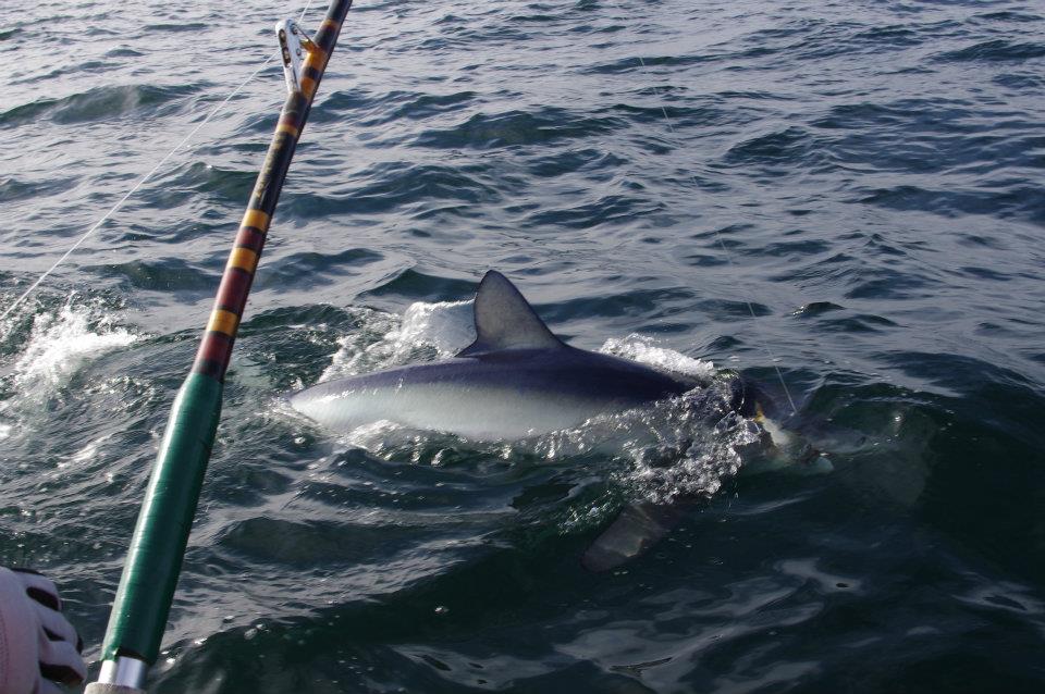 Run and Gun bluefin tuna fishing 10/1/18, Cape Cod, MA 