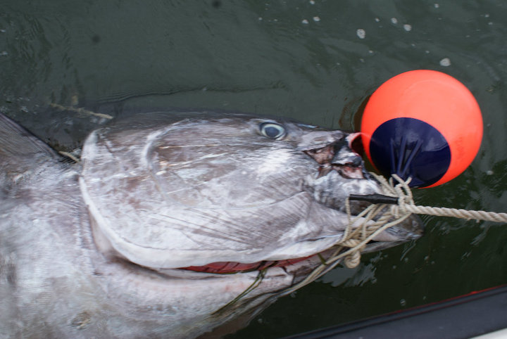 Cape Cod Bay Tuna Fishing for Giants