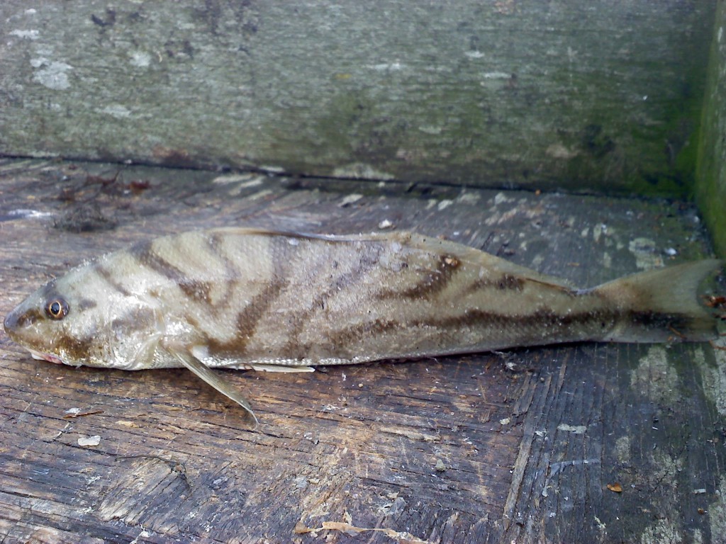 weird fish cape cod