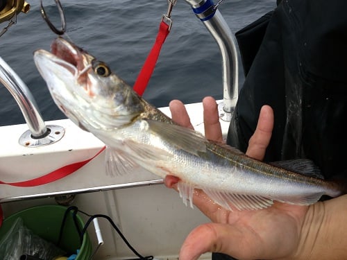 Cape Cod Tuna Fishing  3 Sure-Fire Tips for Your 1st Cape Cod Bluefin