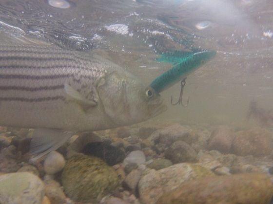 How to Catch Bass in < 3 Feet of Water Fishing on Cape Cod