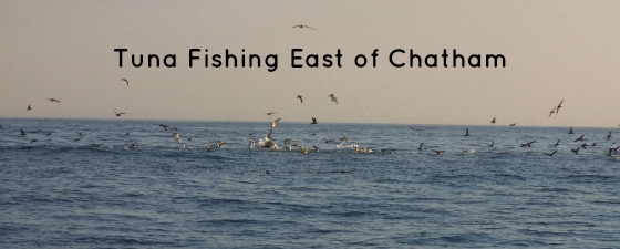 tuna fishing east of chatham