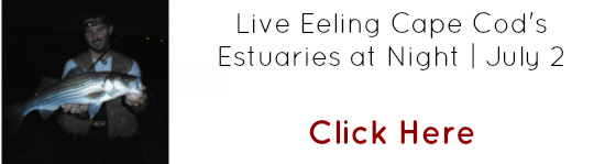 live eeling
