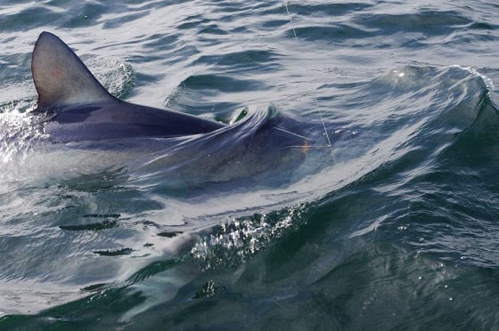 Shark Fishing Cape Cod from Shore