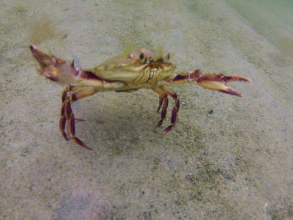 live crabs for striper bait