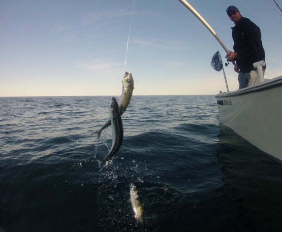 cape cod mackerel fishing