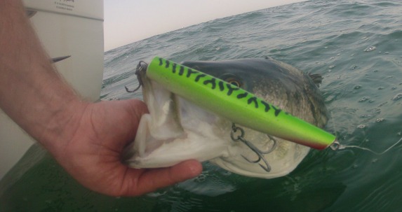 8 Ways To Catch A 25lb Striper From Your Boat This Spring On Cape Cod