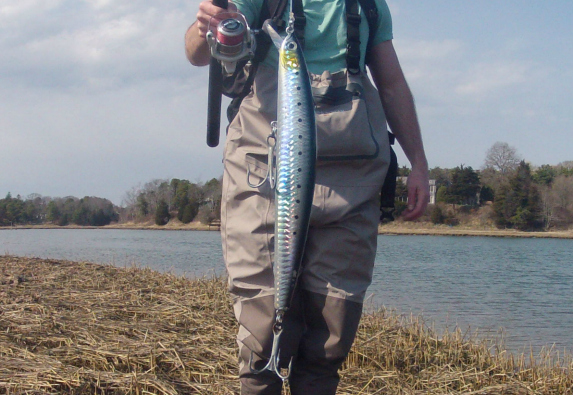 The Herring Are Here On Cape Cod, And The Bass Aren't Far Behind