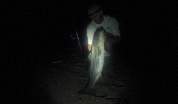 lower cape cod striped bass surfcasting at night