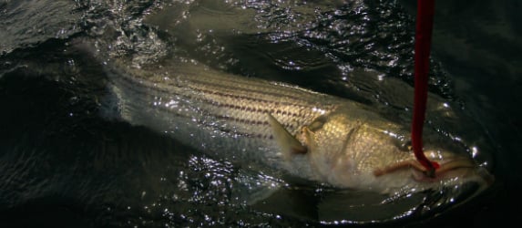 10 Ways To Catch A Cow Striper On The Tube & Worm