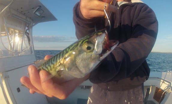 5 Ways To Fish Live Bait On Cape Cod