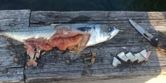 mackerel for bait belly section