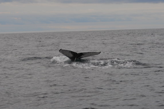 humpback whale tail chatham ma