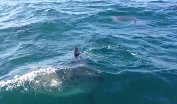 School of Baby Ocean Sunfish, Cape Cod Bay - My Fishing Cape Cod