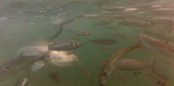 striped bass feeding on herring on Cape Cod