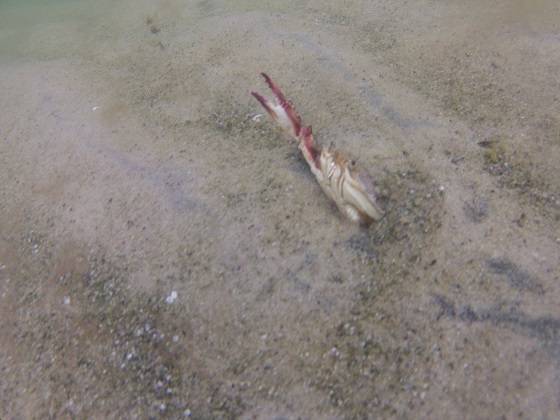 cape cod crab burying itself brewster flats