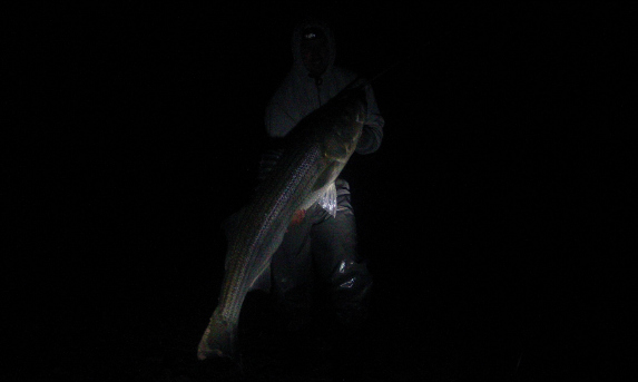 fishing at night on cape cod for striped bass