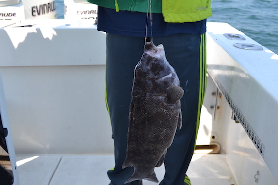 tautog fishing report cape cod