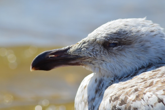 Sea Gull on cape cod