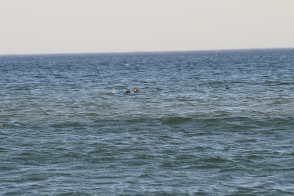 Seals on outer cape cod beaches