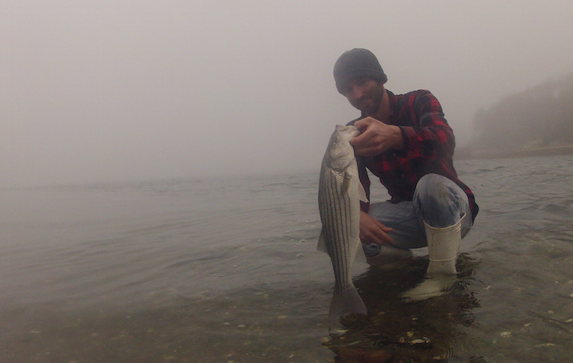cape cod surfcasting report striped bass in skinny water first fish
