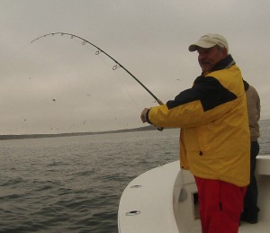 cape cod fishing report may 9 blitzing striped bass