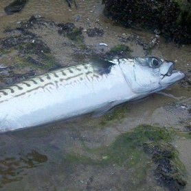 mackerel cape cod canal fishing report may 11